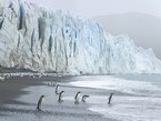Пингвины на берегу океана