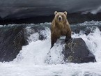Бурый медведь на перекате