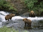 Бурые медведи на берегу реки