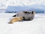 самка тюленя кормит детёныша