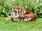 Два тигра на траве