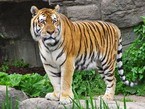Могучий уссурийский тигр