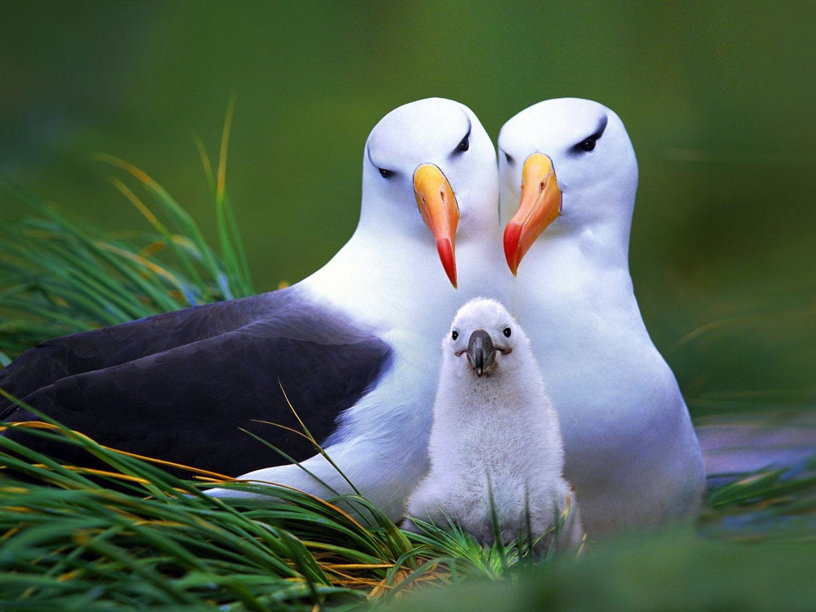 Семья альбатросов, обои для рабочего стола