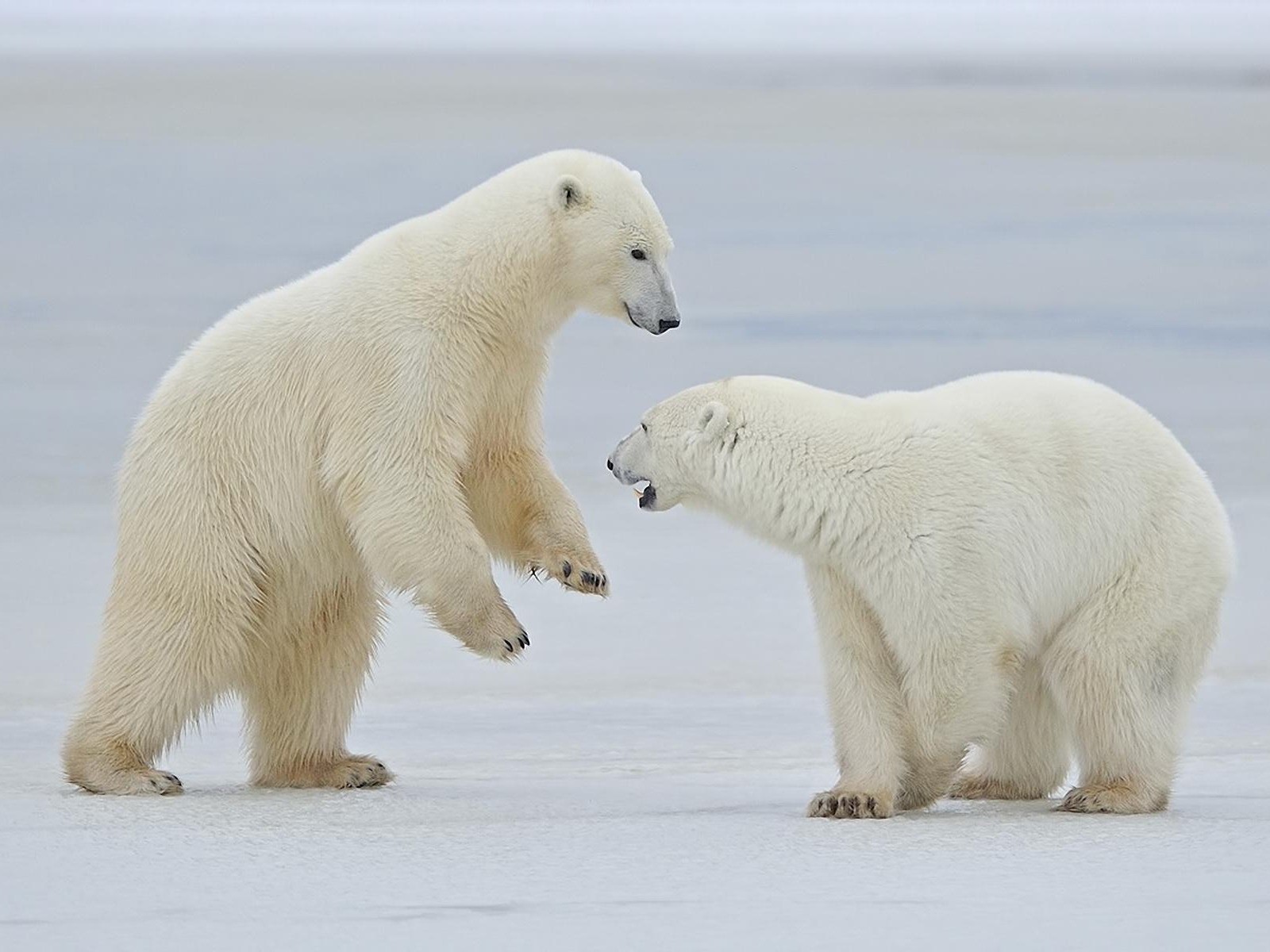 Два полярных медведя общаются, обои для рабочего стола