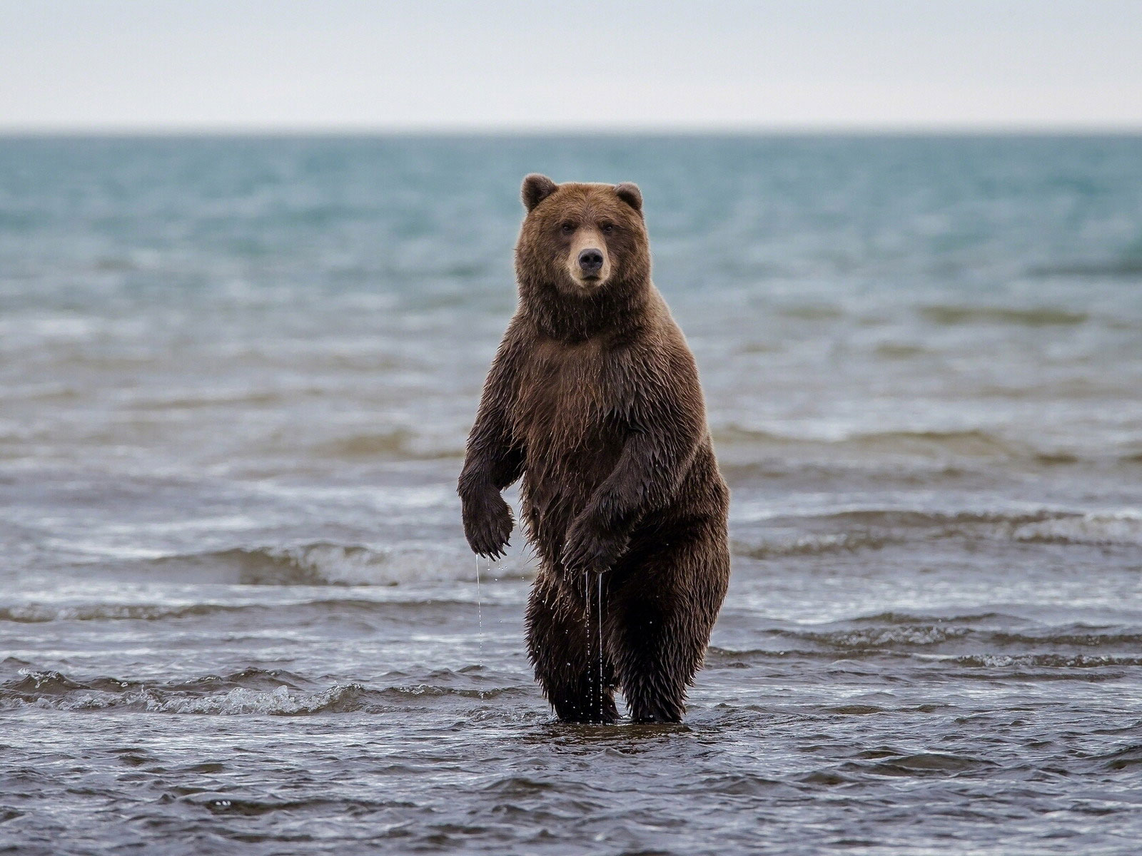 Бурый медведь на фоне моря, обои для рабочего стола