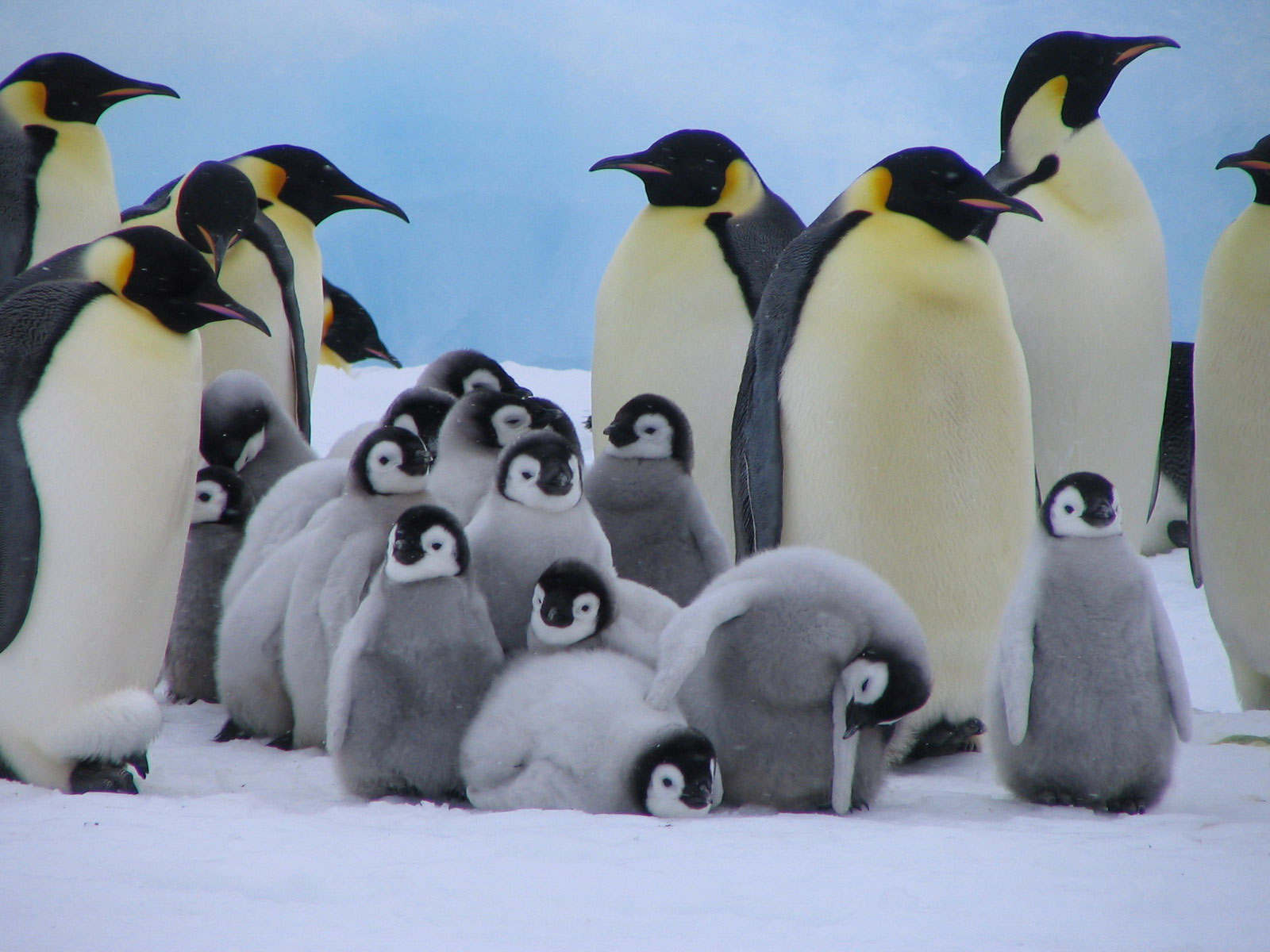Императорские пингвины, обои для рабочего стола