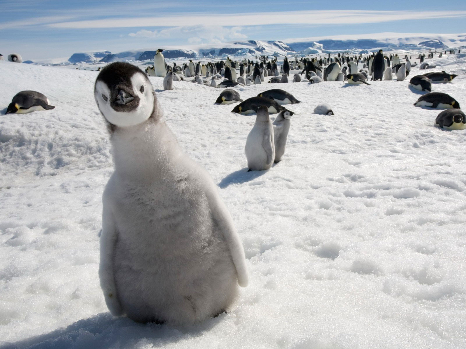 Пингвинёнок, обои для рабочего стола