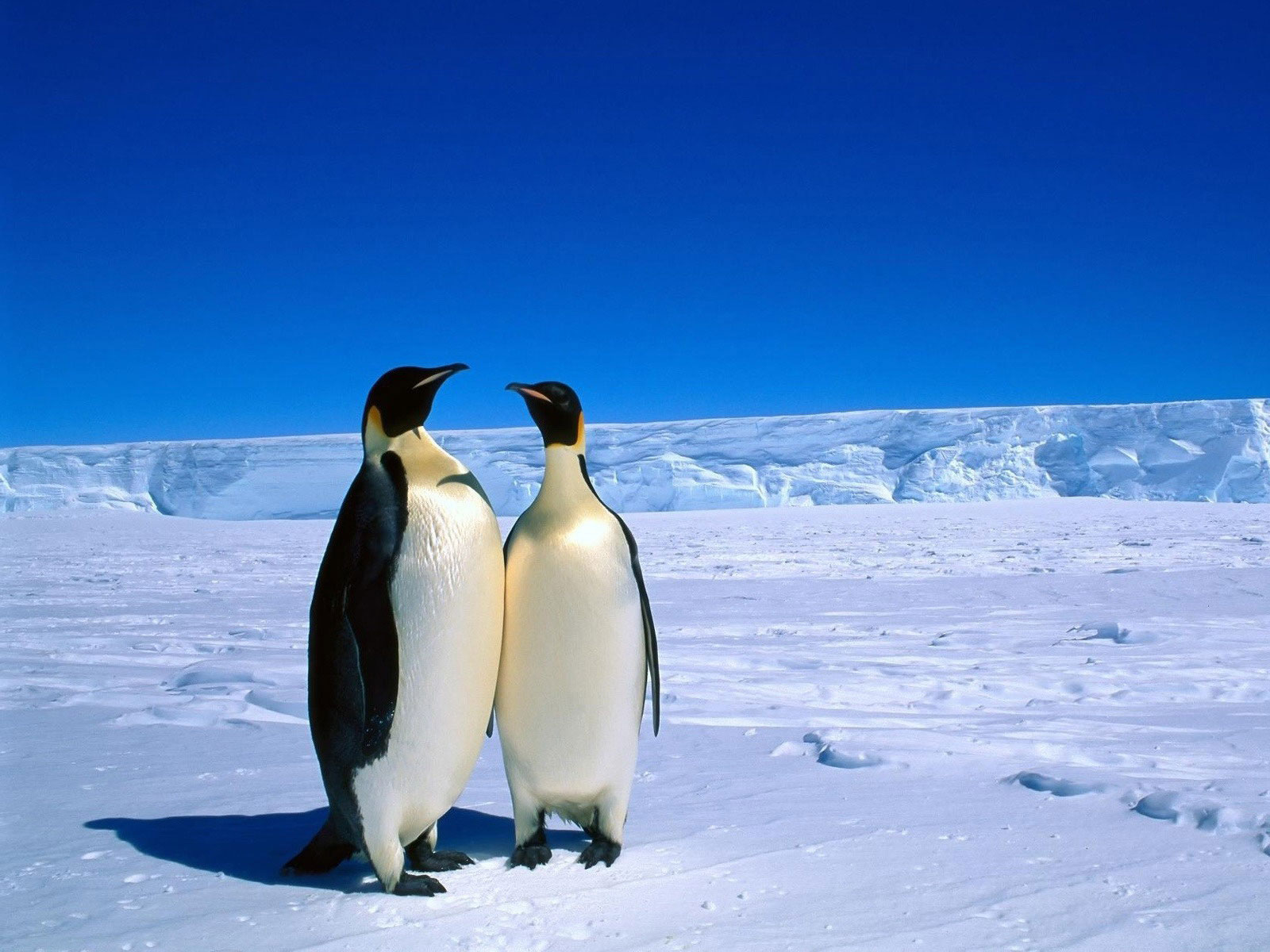Два императорских пингвина, обои для рабочего стола