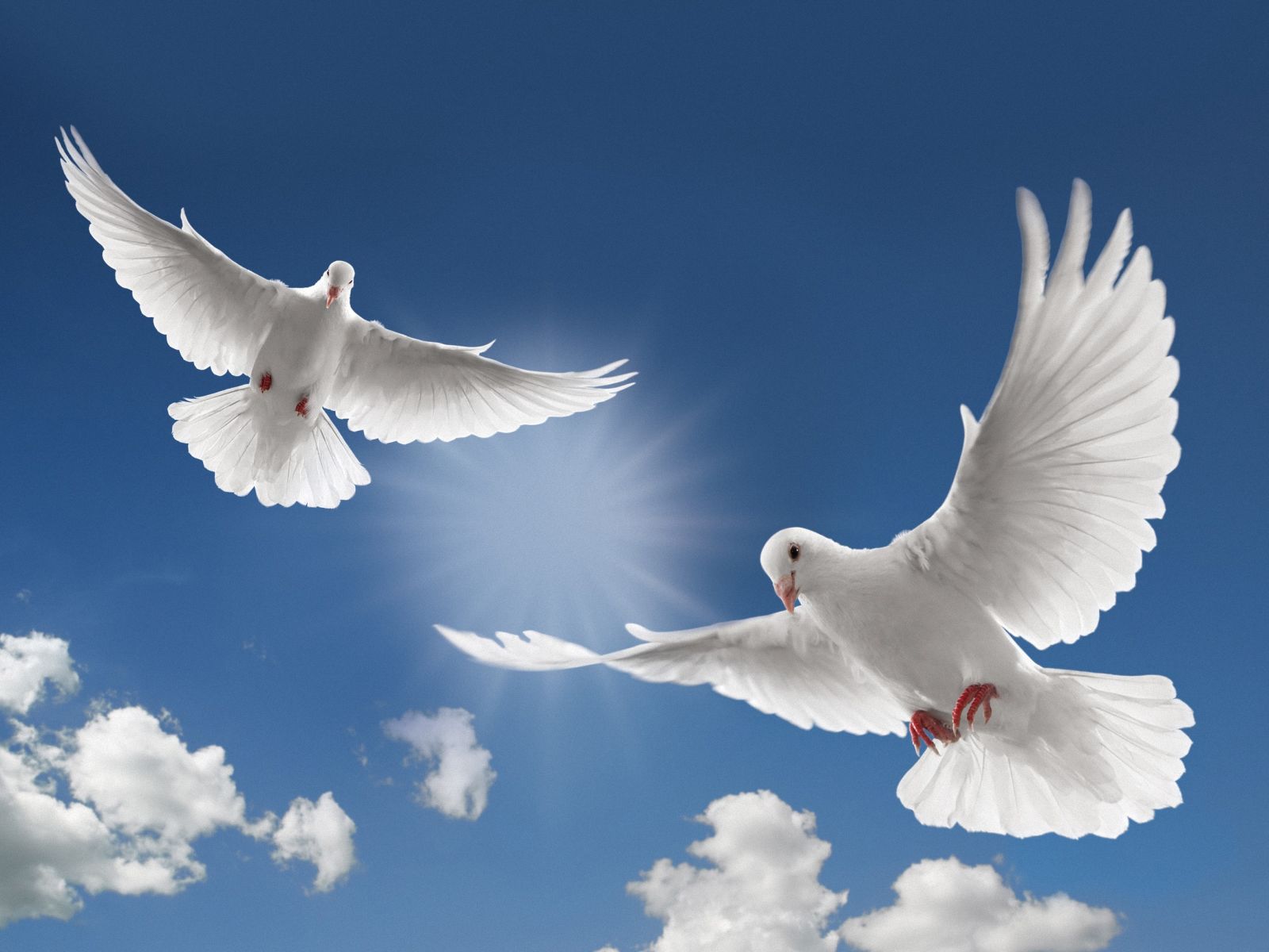 Белые голуби в небе, обои для рабочего стола