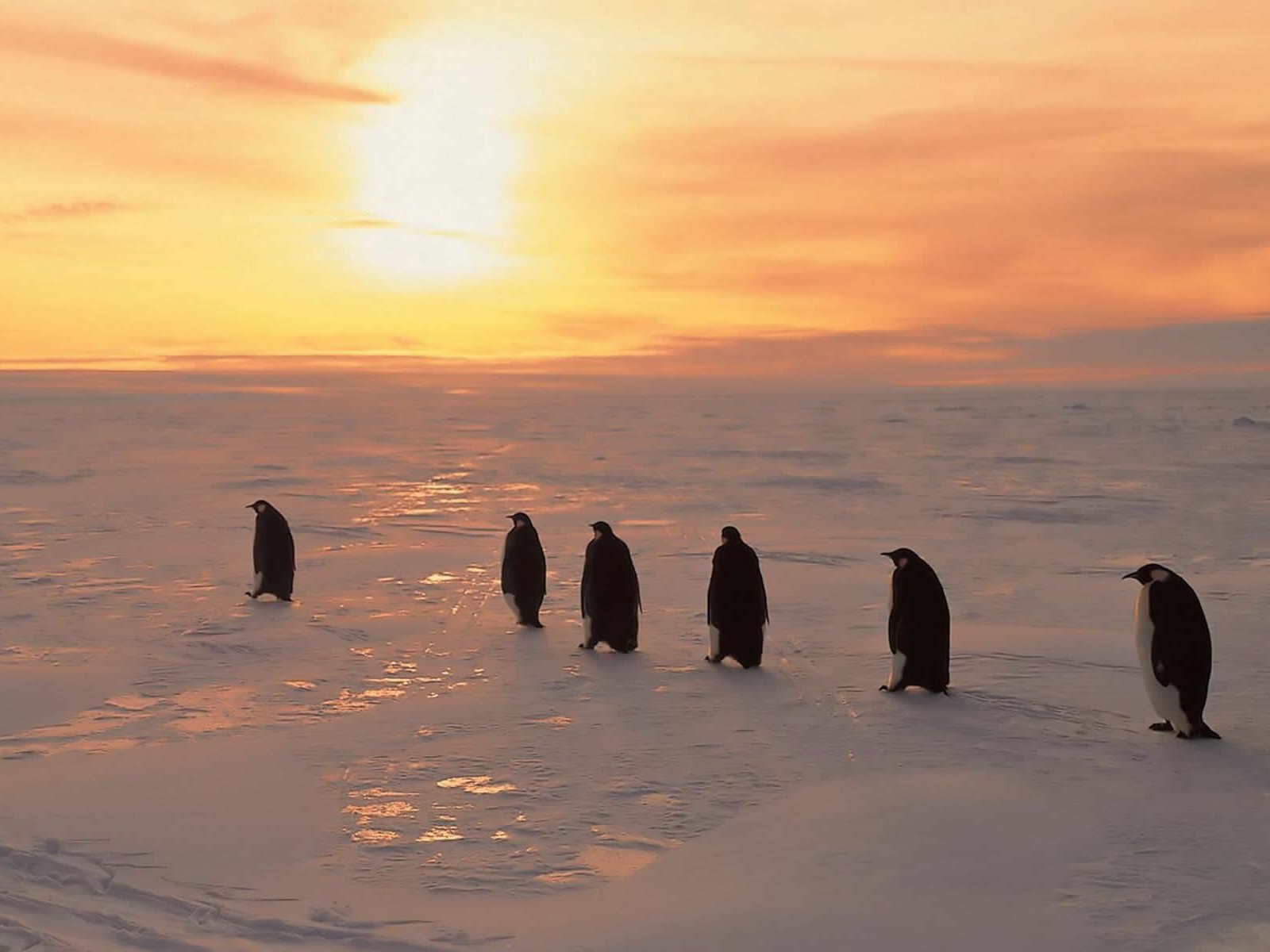 Пингвины встречают рассвет, обои для рабочего стола
