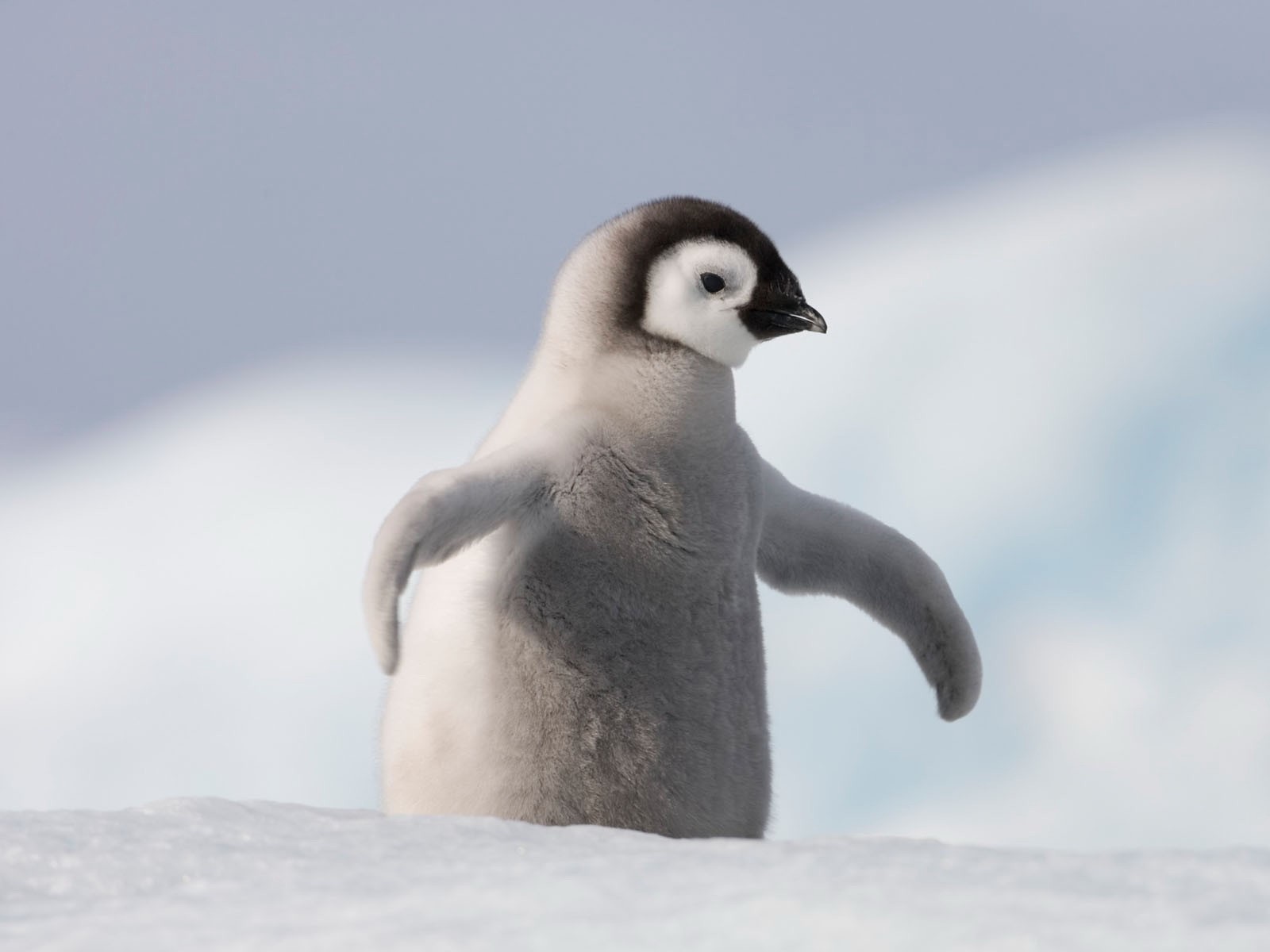 Затерявшийся в снегах пингвинёнок, обои для рабочего стола
