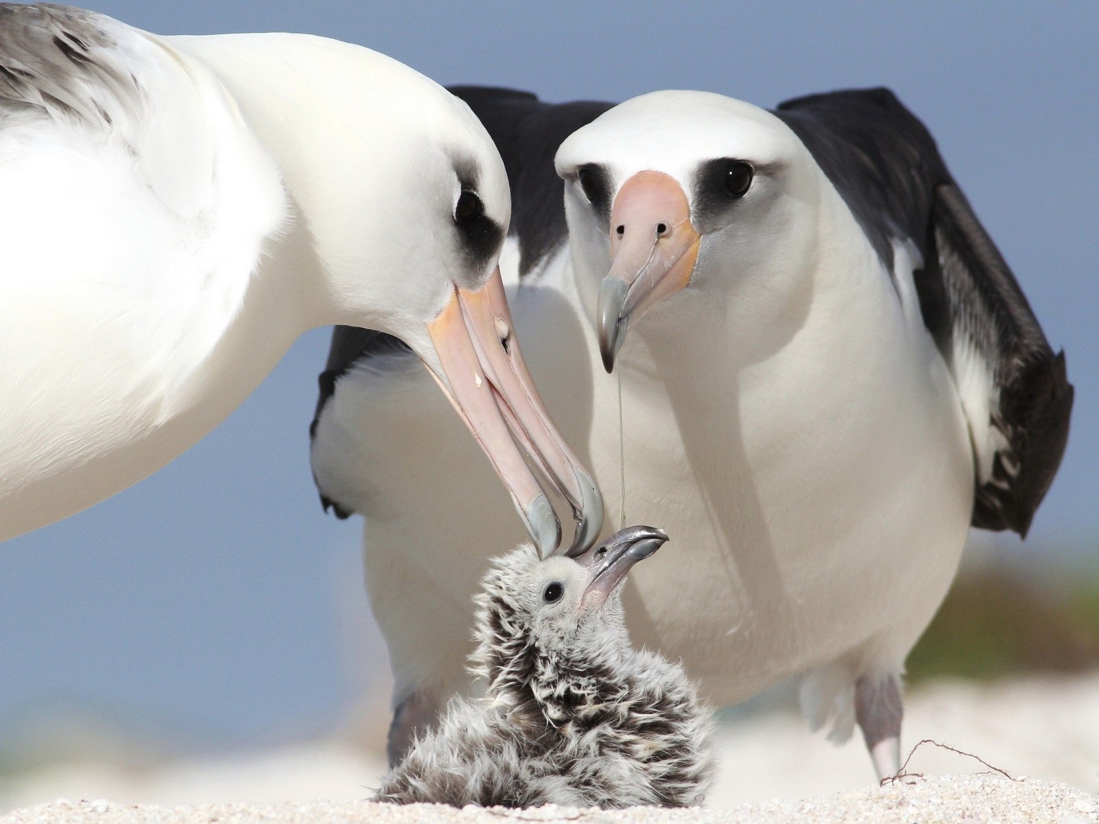 Альбатросы ухаживают за птенцом, обои для рабочего стола