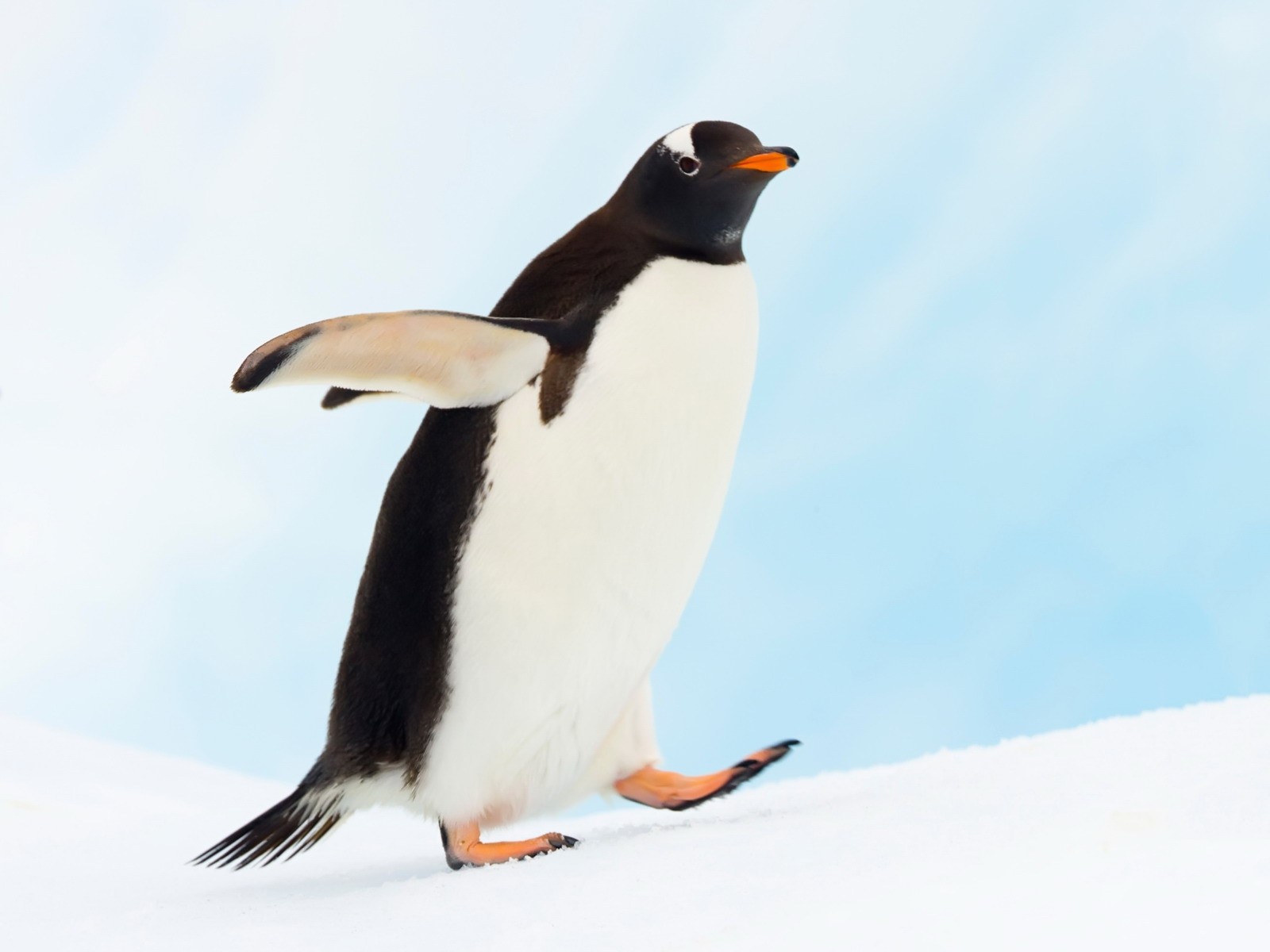 Пингвин гуляет по снегу, обои для рабочего стола