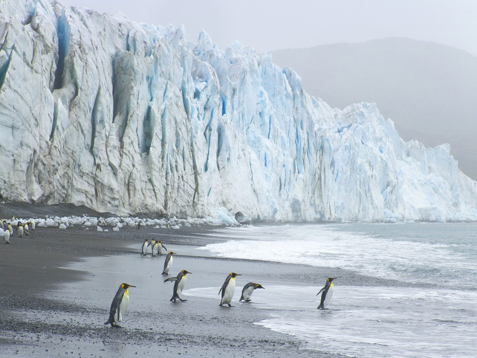 Пингвины на берегу океана, обои для рабочего стола