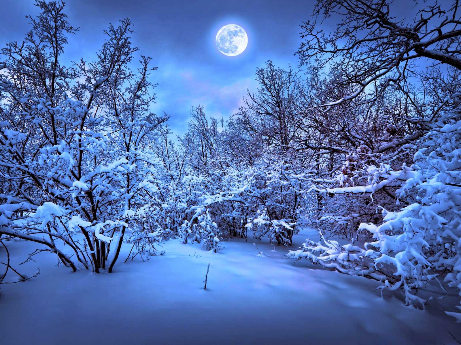 Лунная ночь в зимнем лесу, обои для рабочего стола
