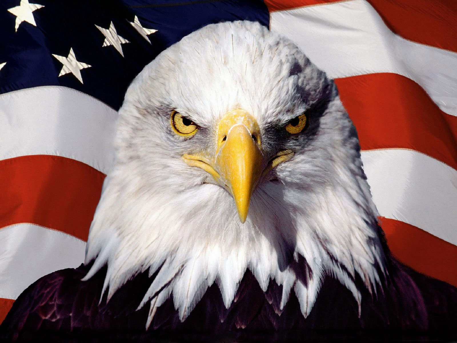 Белоголовый орлан и американский флаг, обои для рабочего стола