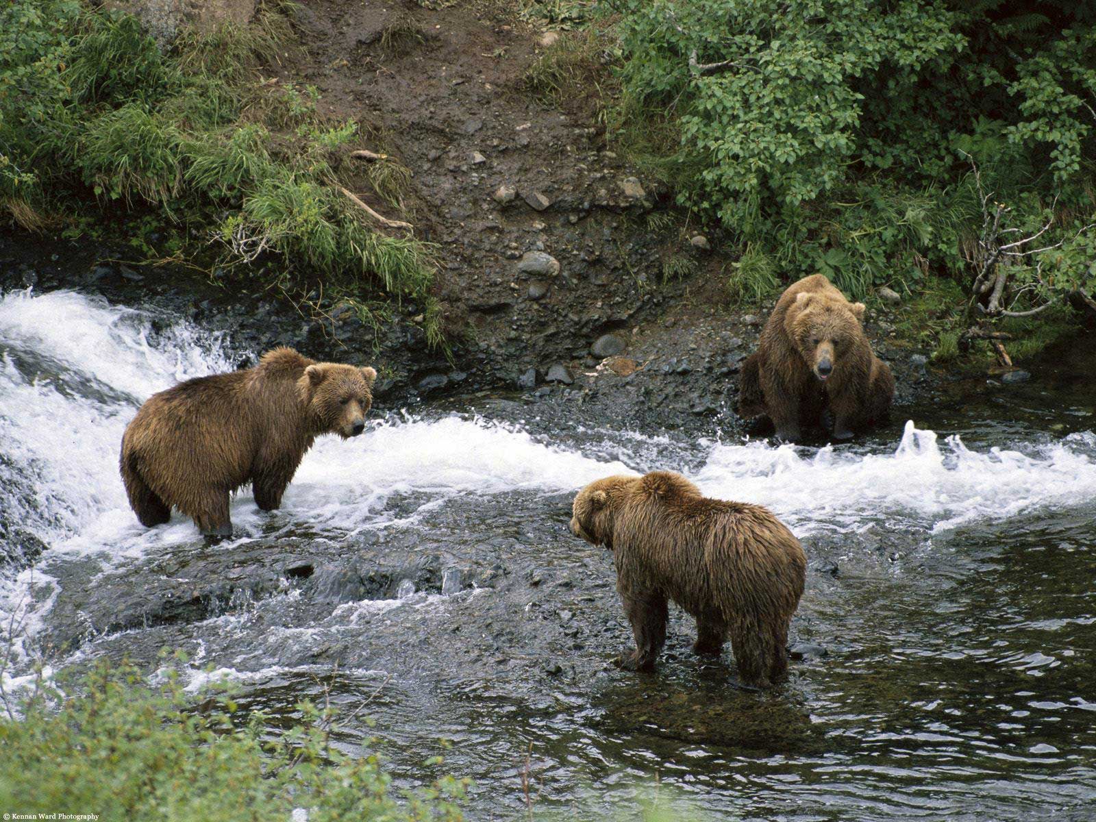 Бурые медведи на берегу реки, обои для рабочего стола