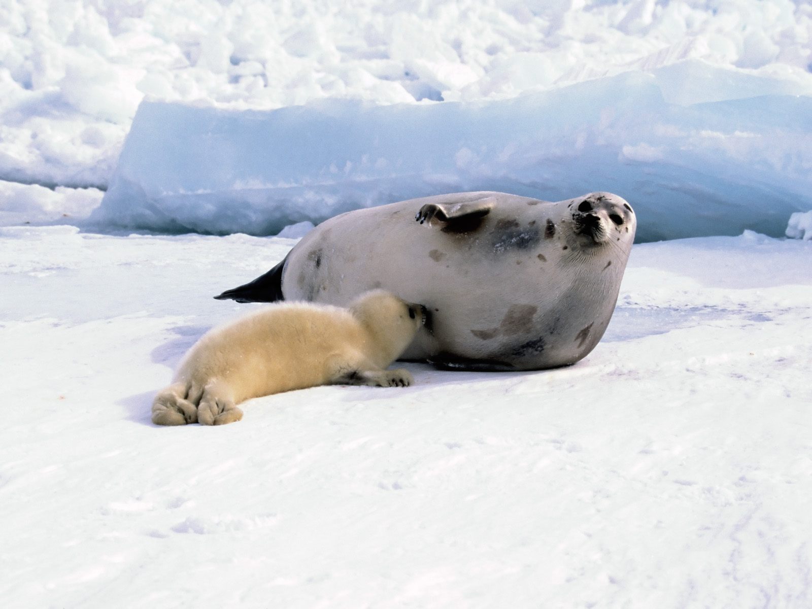 Самка тюленя кормит детёныша, обои для рабочего стола