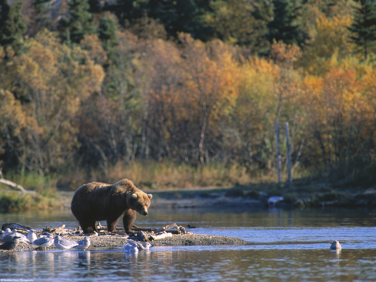 Бурый медведь возле воды, обои для рабочего стола