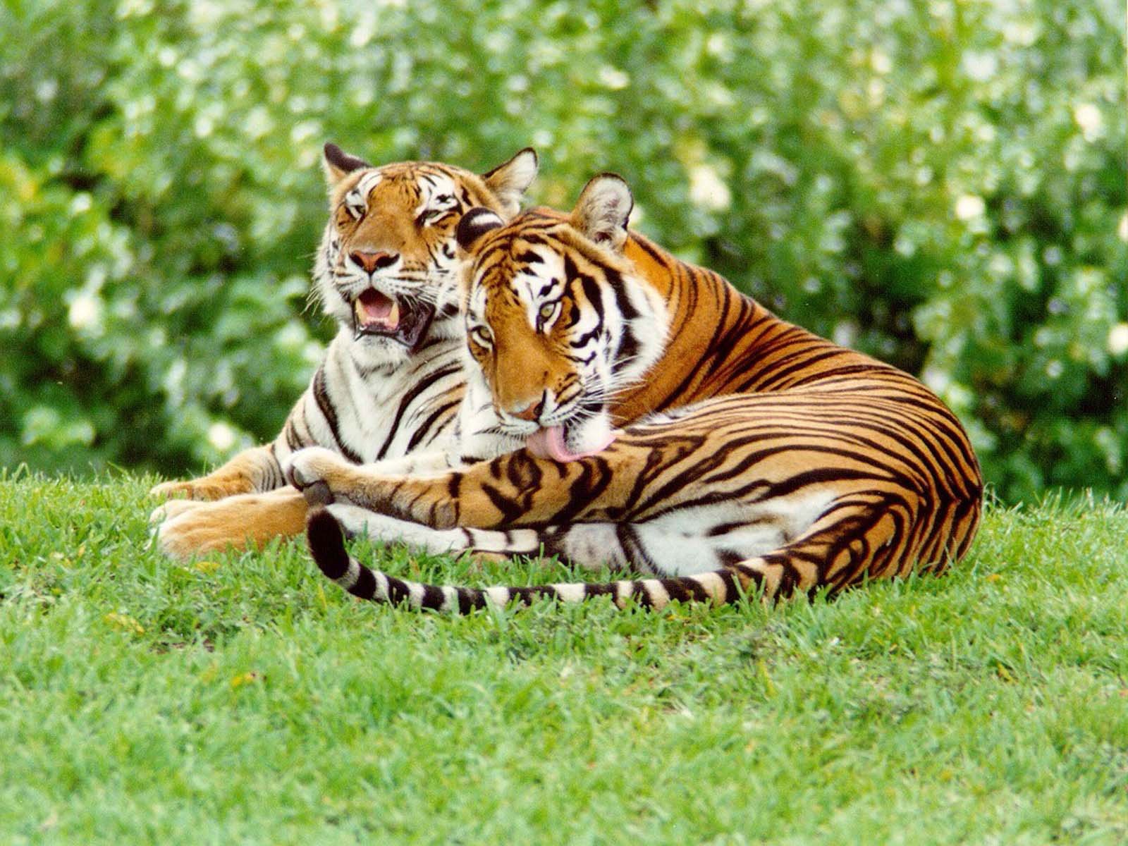 Два тигра на траве, обои для рабочего стола