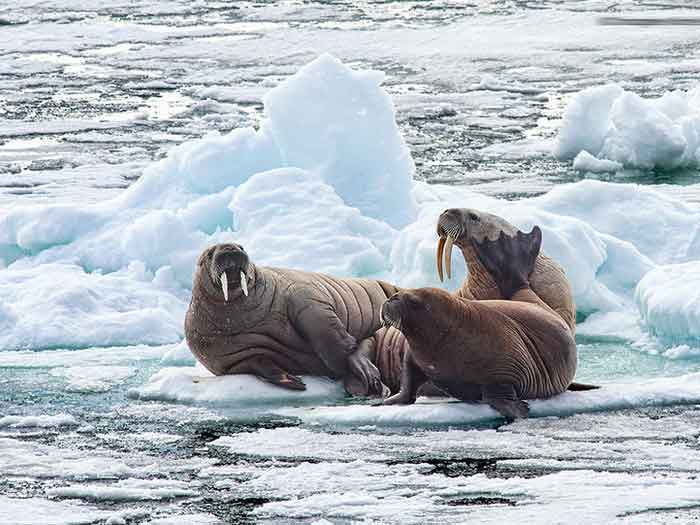 Три моржа на льдине