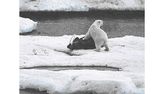 Белый медведь над трупом моржа