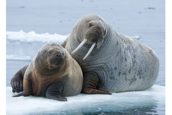 Два моржа на льдине