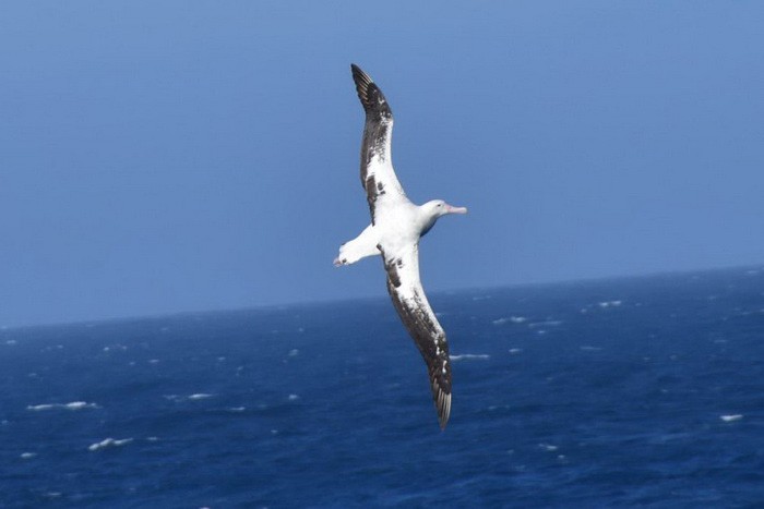 Странствующий альбатрос над океаном