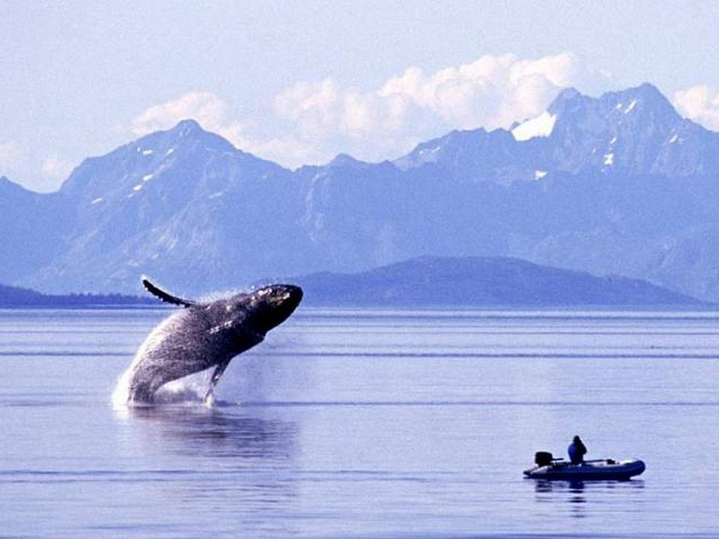кит горбач и рыбак