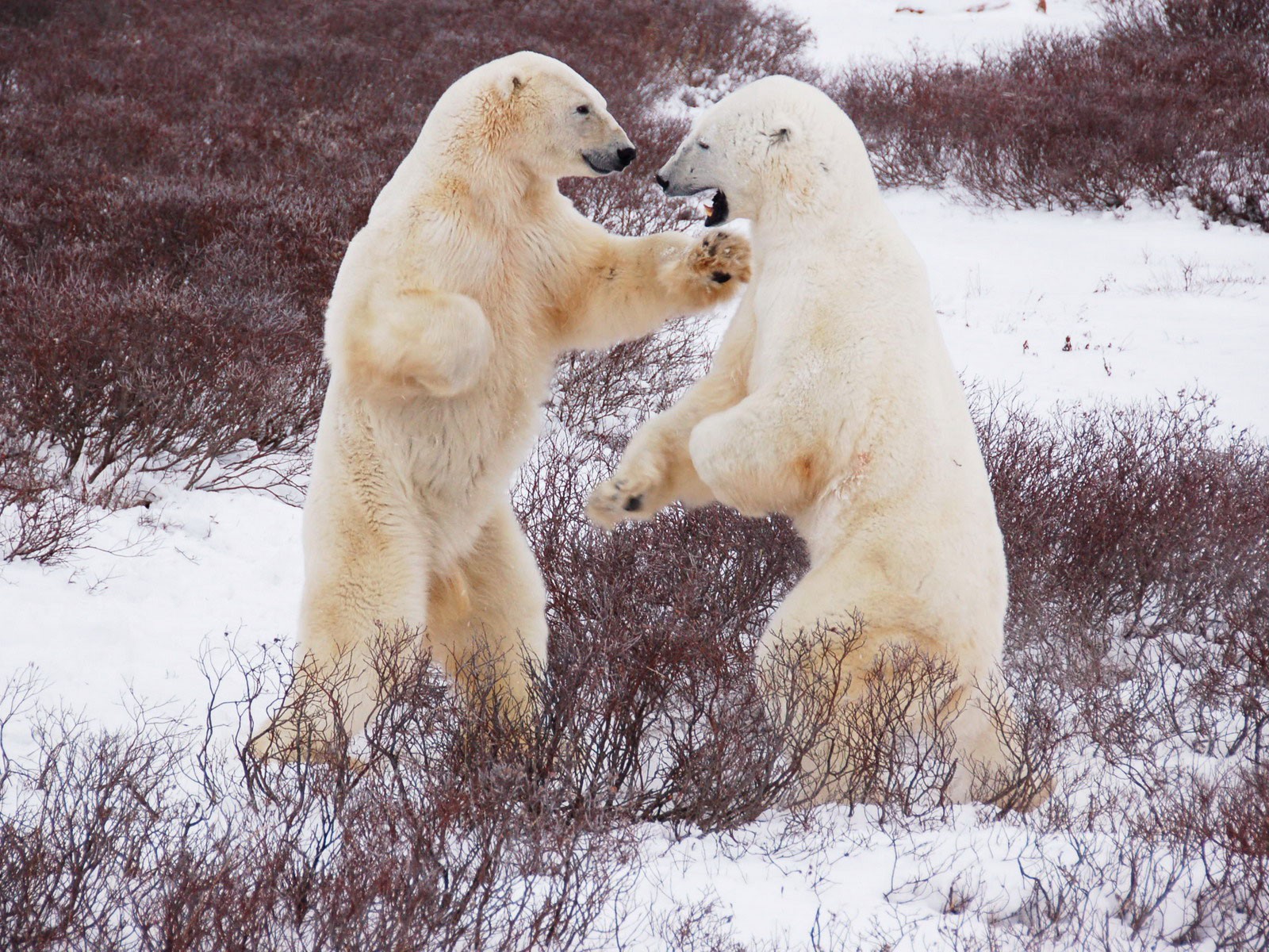 Обои для рабочего стола, два белых медведя беседуют
