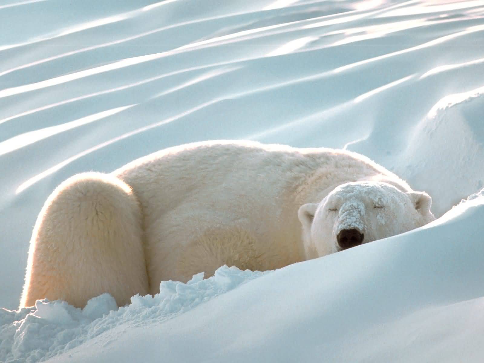 белый медведь в снежной постели