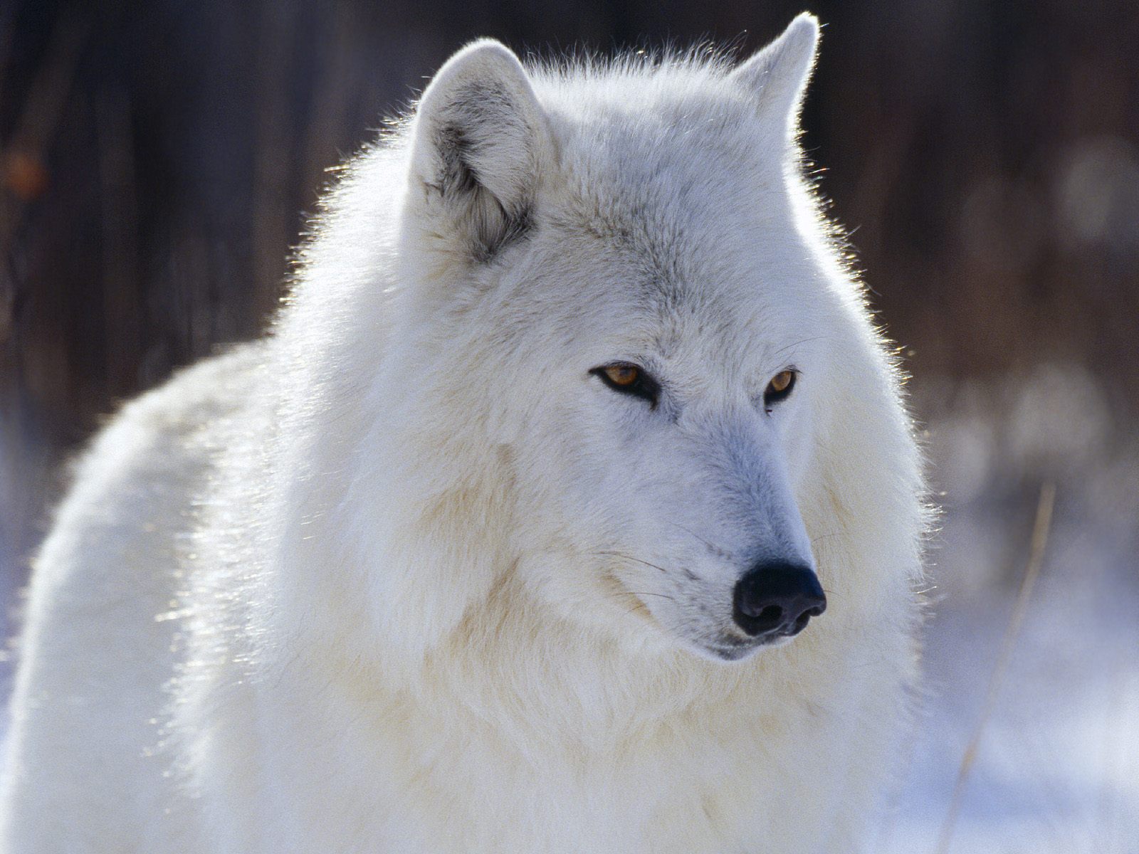 я злой и страшный белый волк
