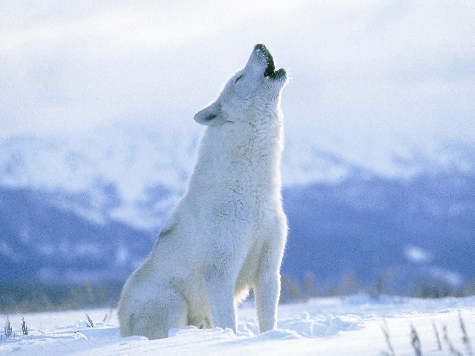 песня полярного волка