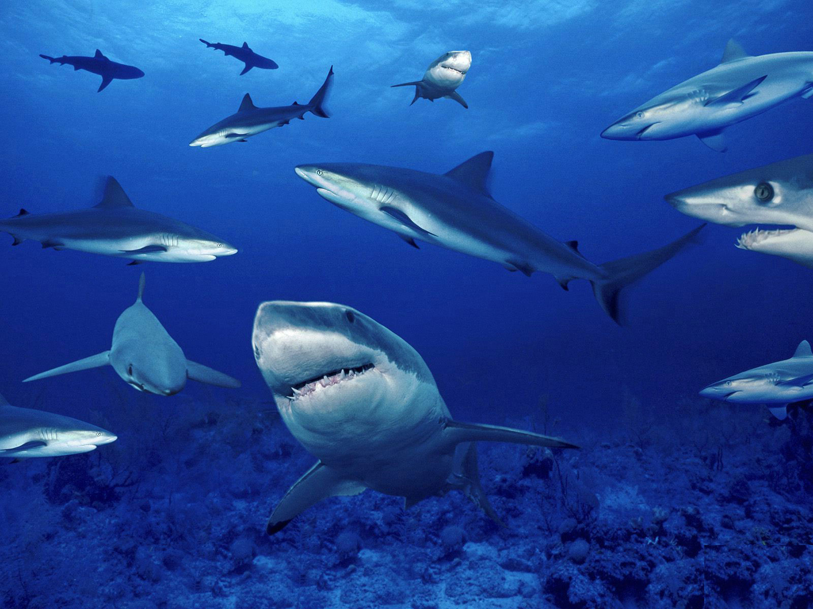 акулье царство