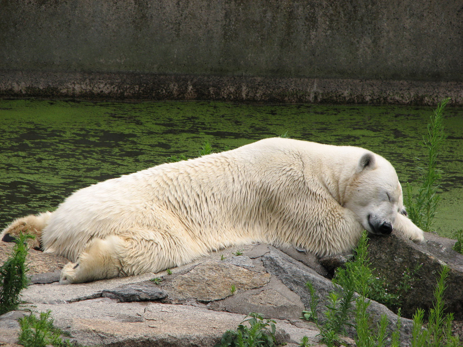 Белый медведь сладко спит