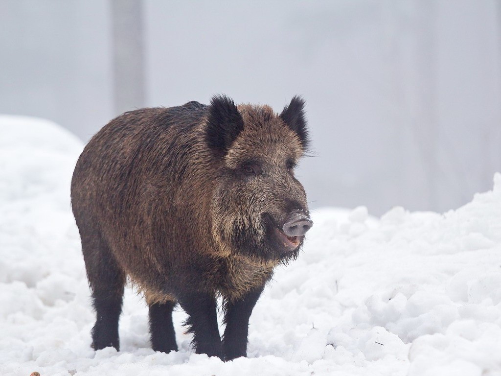 Дикая свинья на снегу