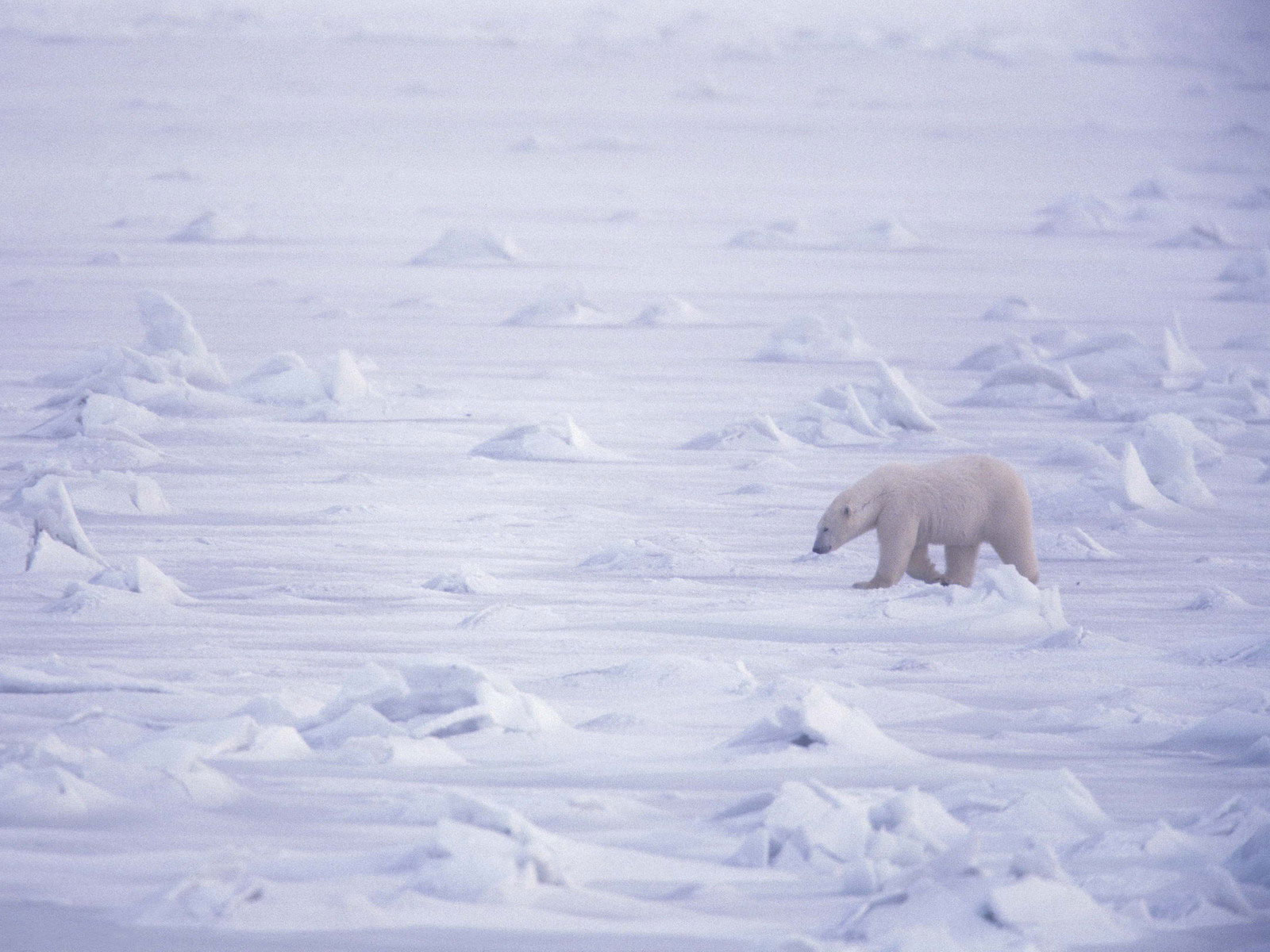 белый медведь в ледяной пустыне