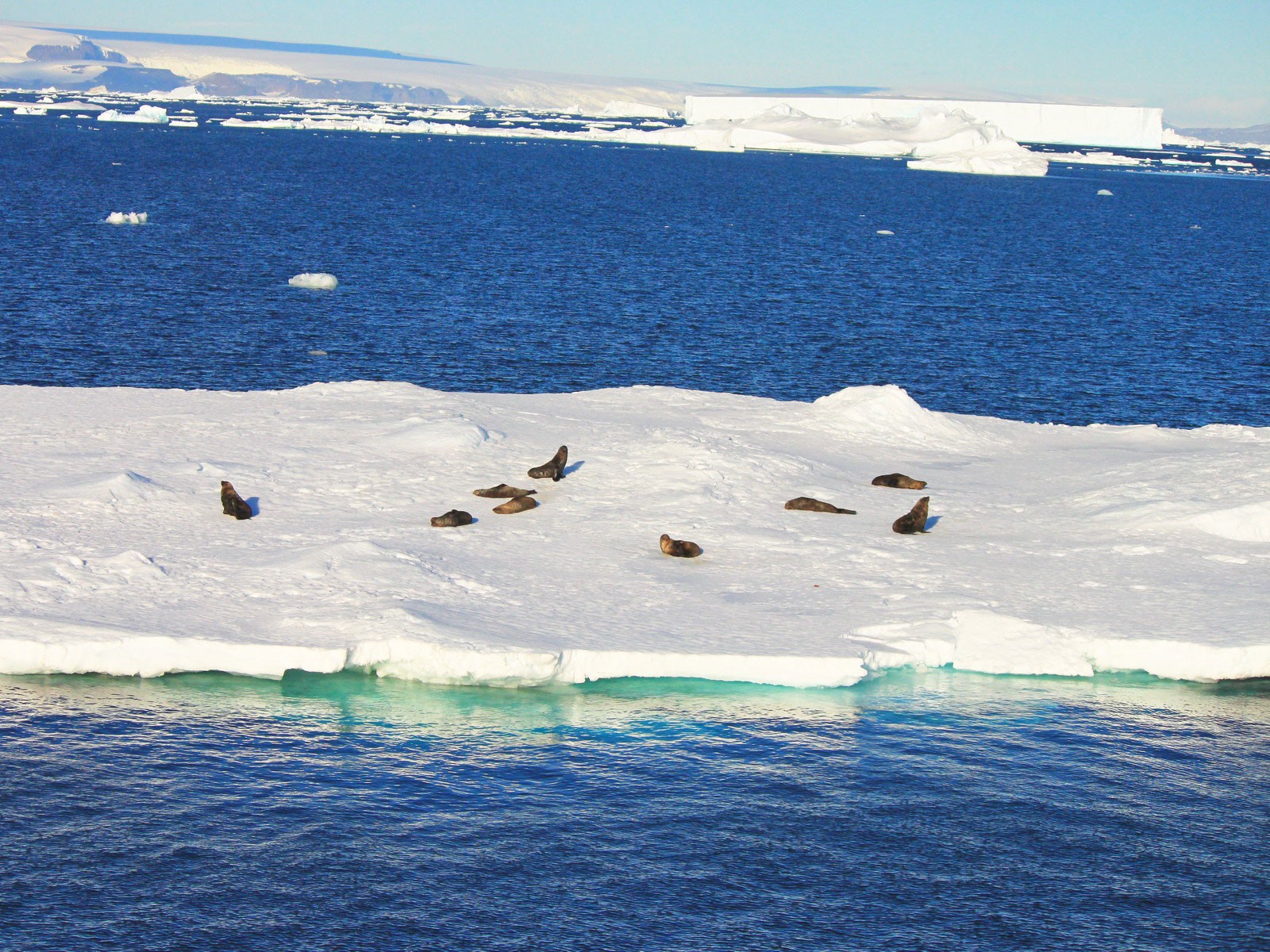 Морские котики на льдине