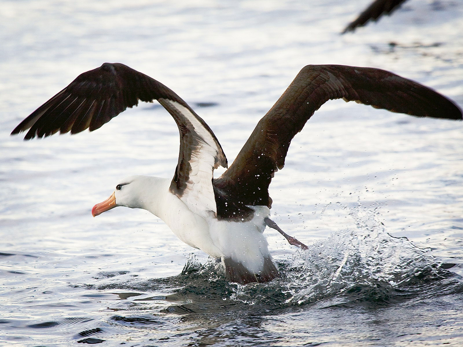 Обои для рабочего стола, альбатрос взлетает