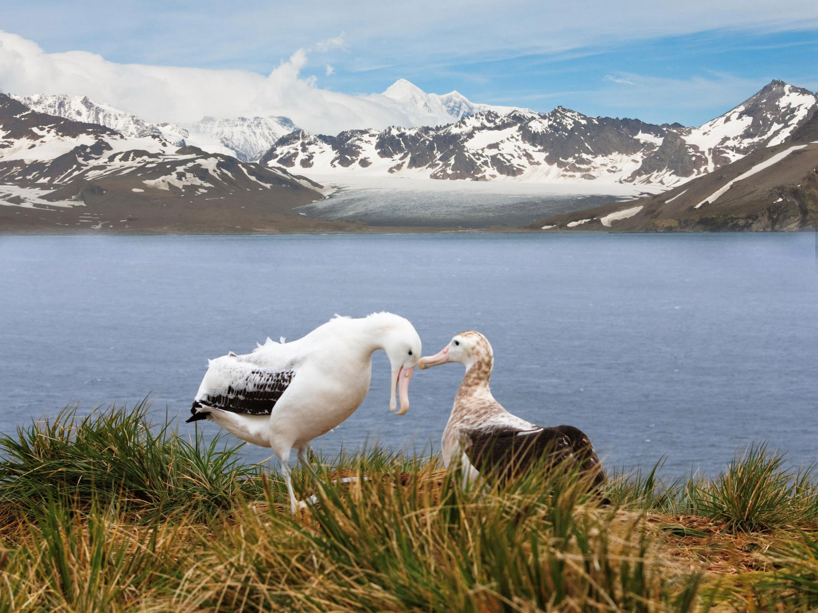 Любовная пара альбатросов