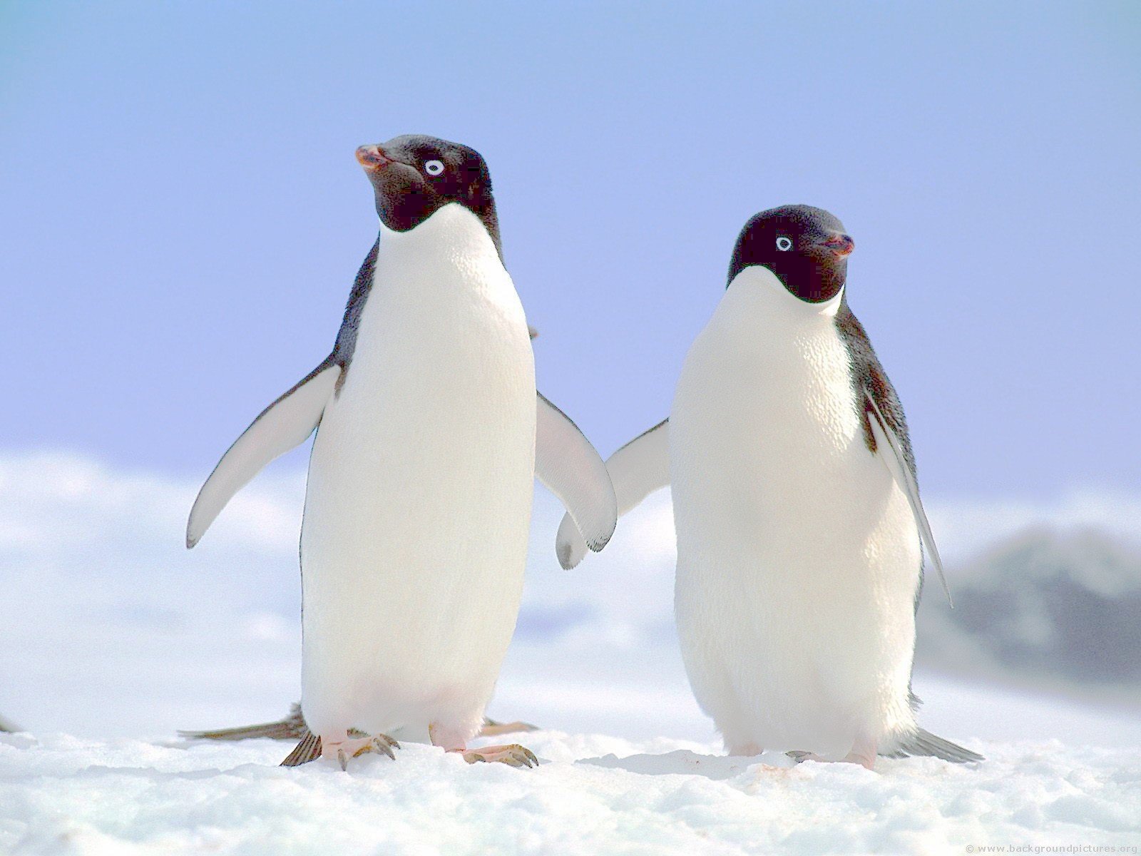 Обои для рабочего стола, два пингвина