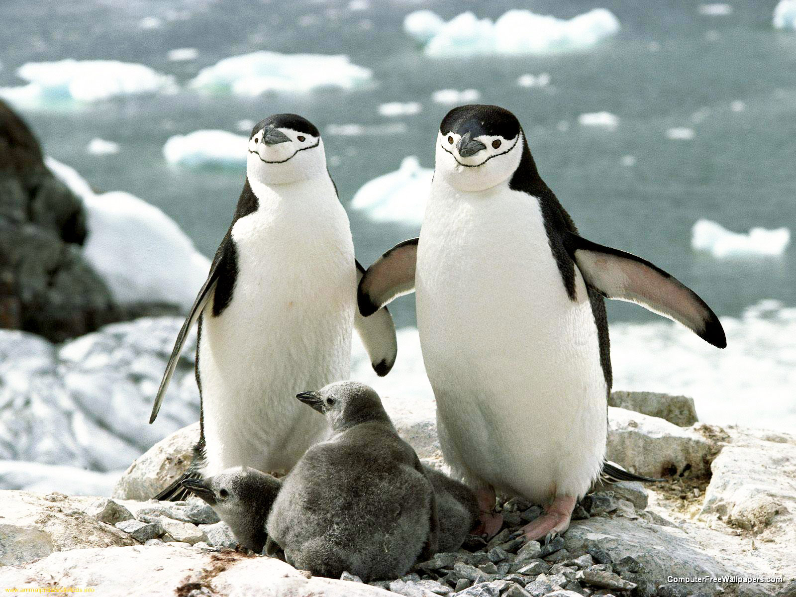 Пингвины с детёнышами