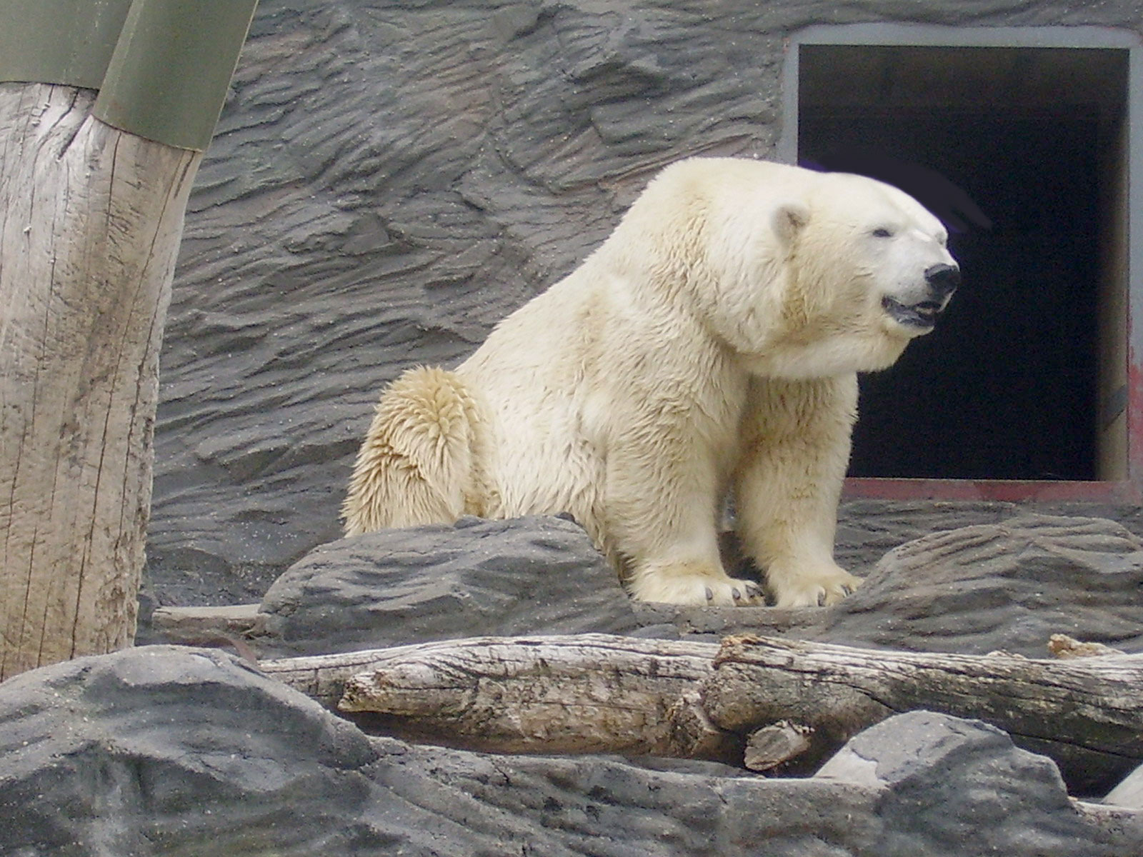 Белый медведь ждёт завтрак в зоопарке