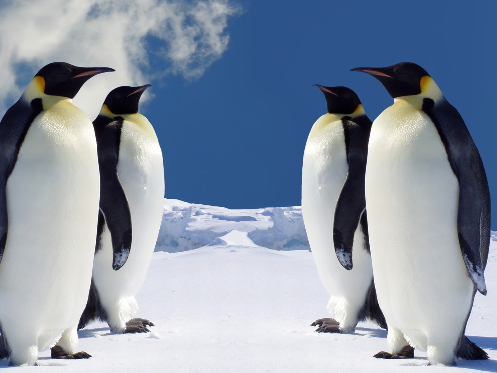 Обои для рабочего стола, императорские пингвины