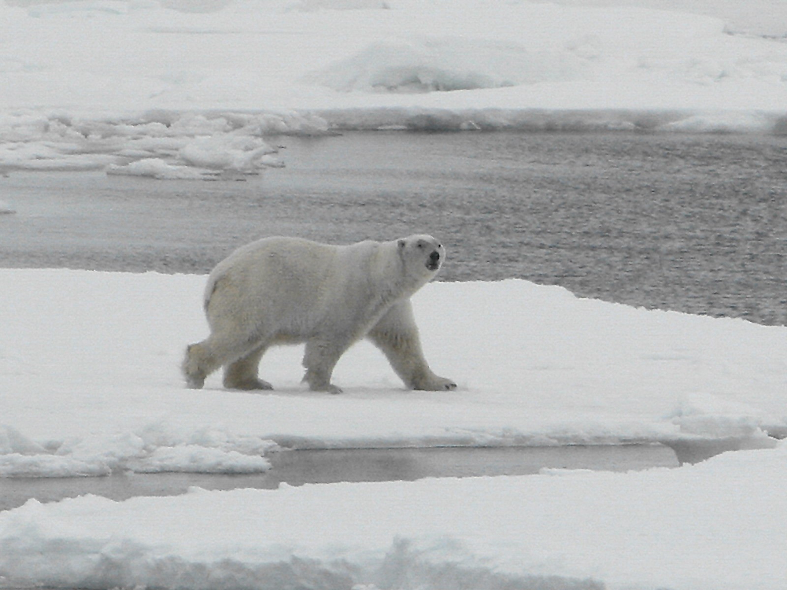 Медведь на льдине
