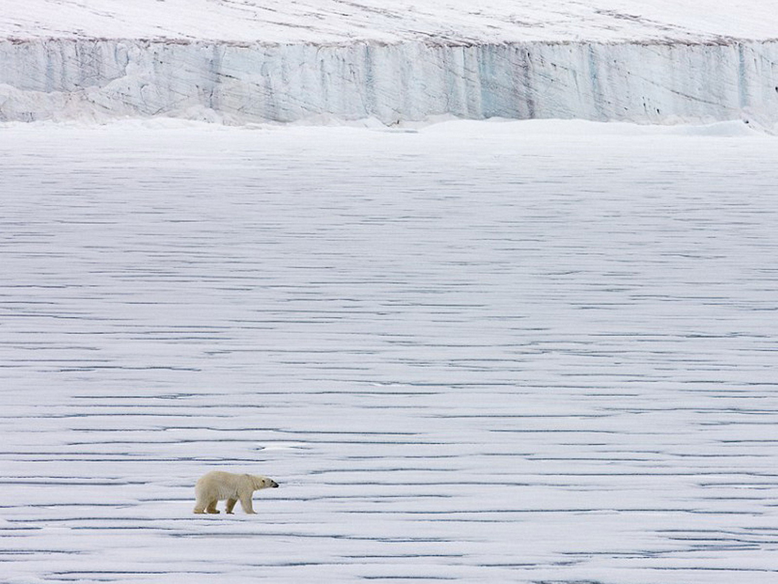 Белый медведь среди дрейфующих льдов