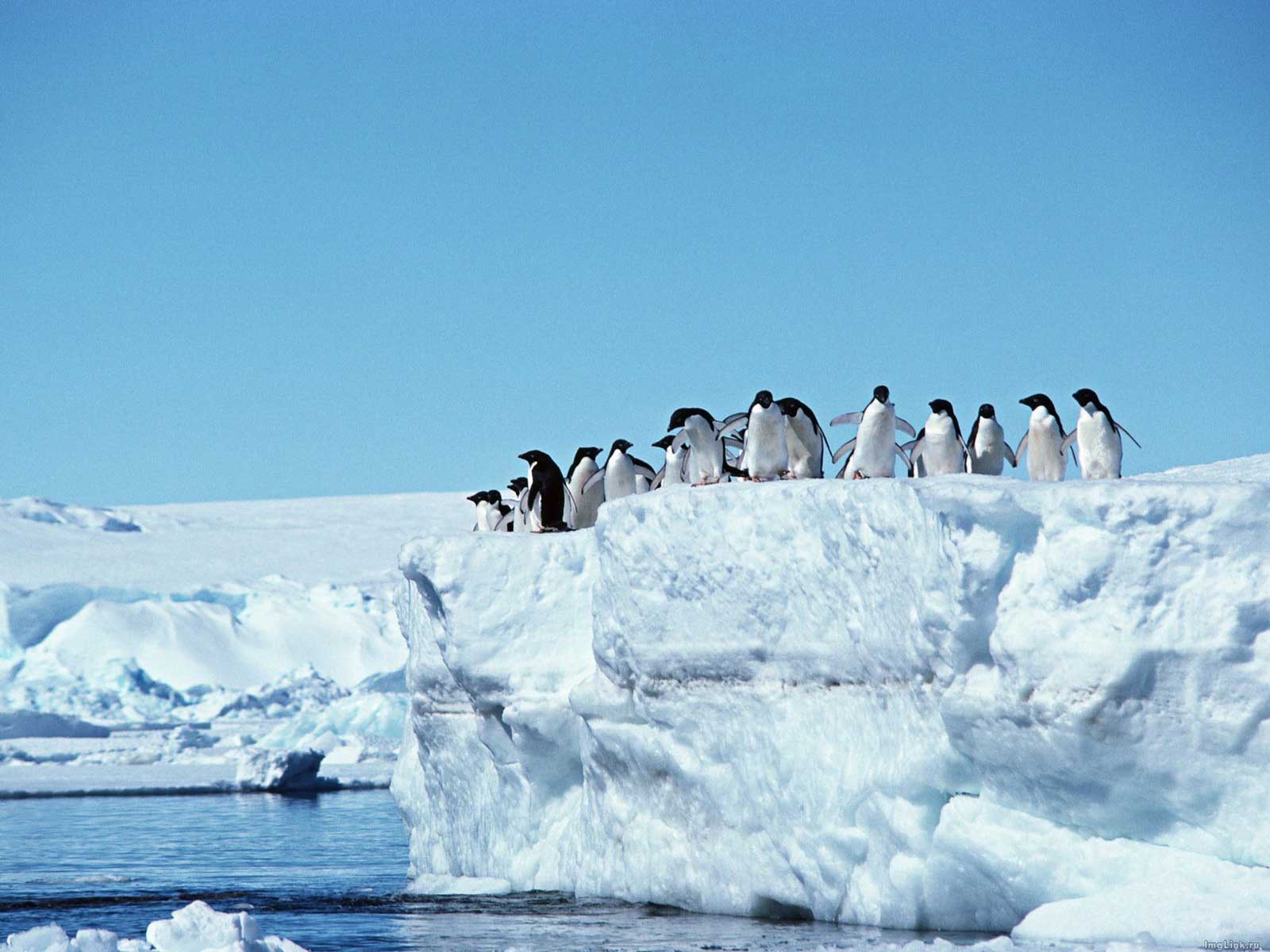Пингвины на леднике