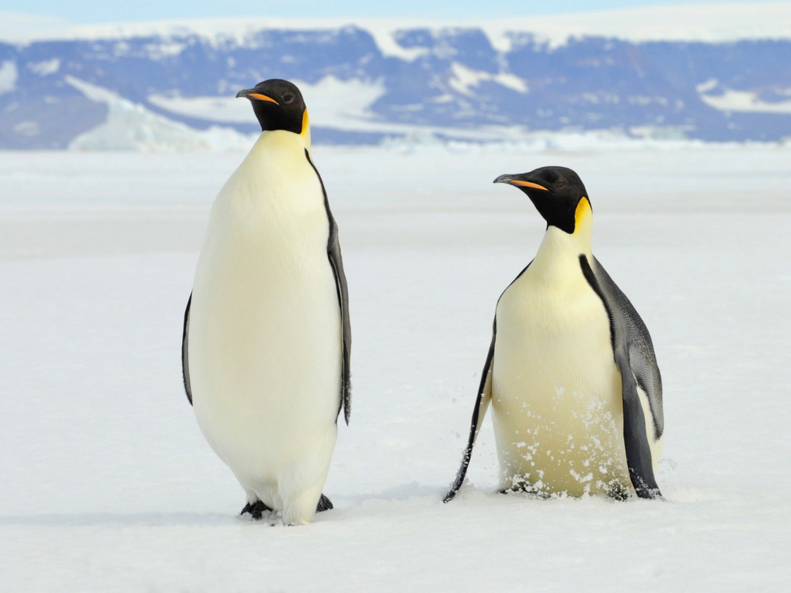 Обои для рабочего стола, два королевских пингвина