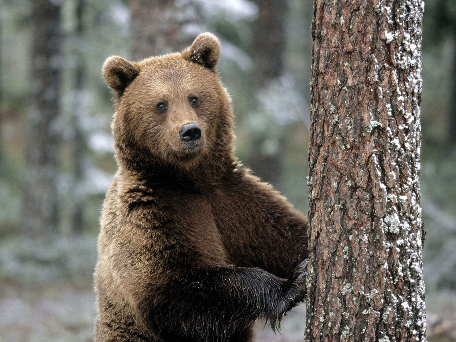 бурый медведь возле дерева