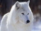 Я злой и страшный белый волк